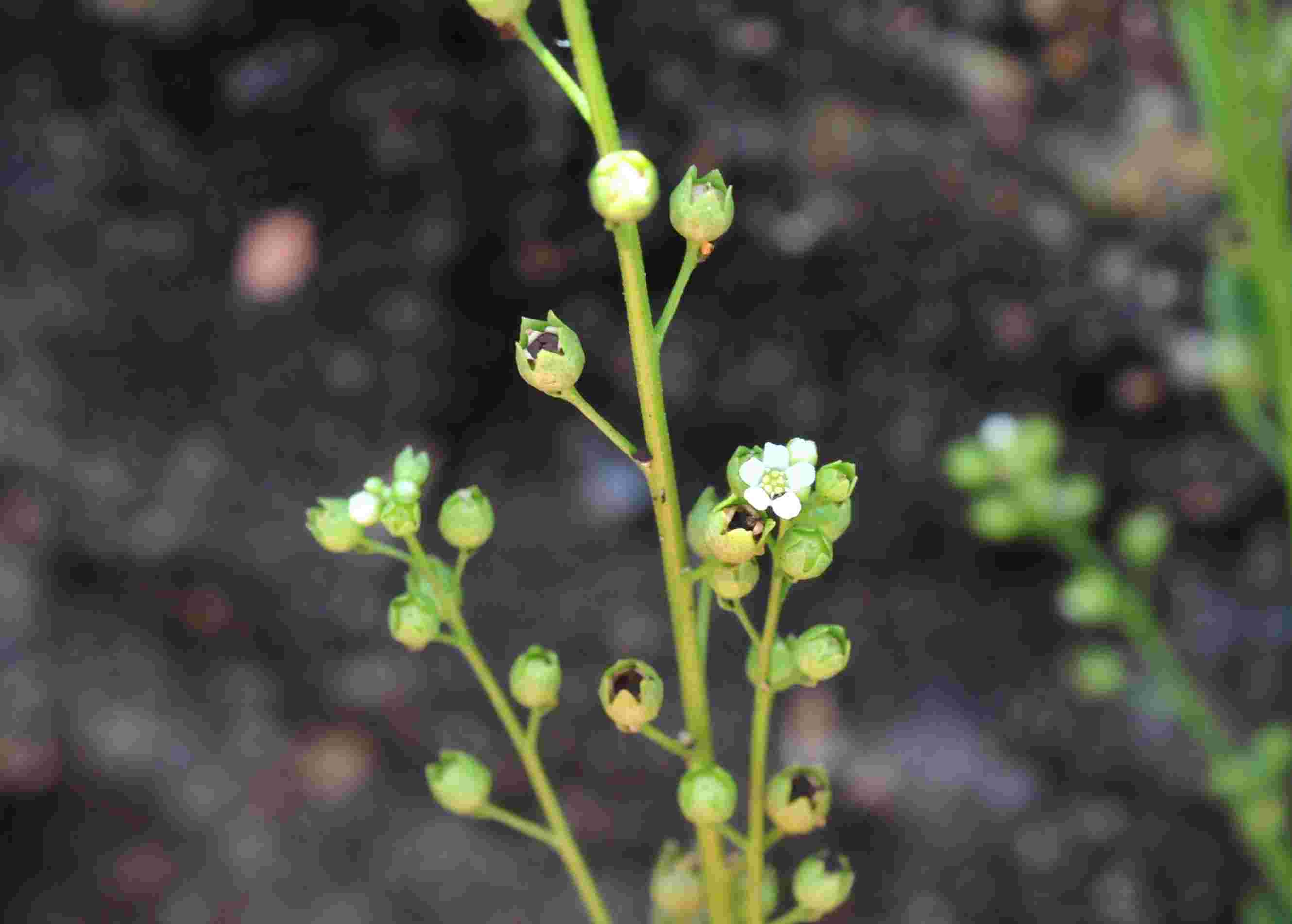 Primulaceae : Samolus valerandi